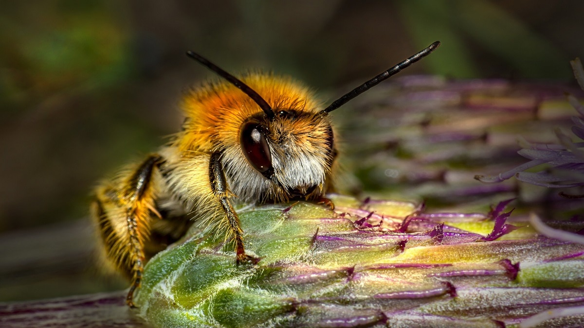 Honey Bee farming process(Pic credit: Pixabay)