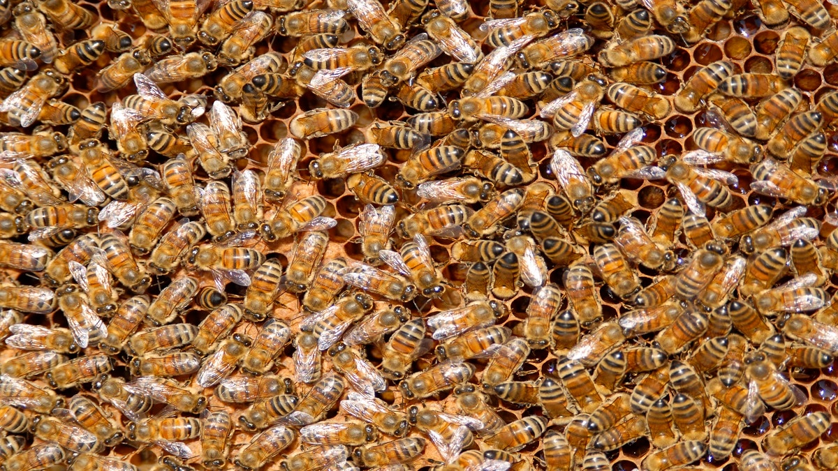 Honey Bee Farming Subsidy (Pic credit: Getty)