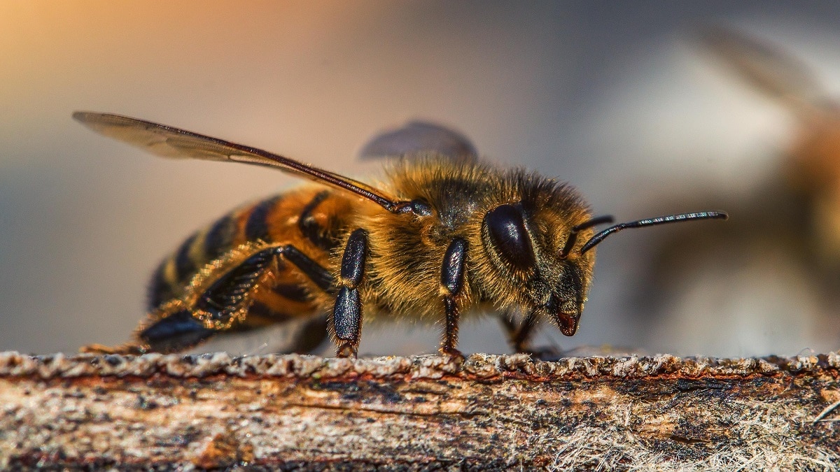 Honey Bee Farming Profit( Pic credit: Pixabay)