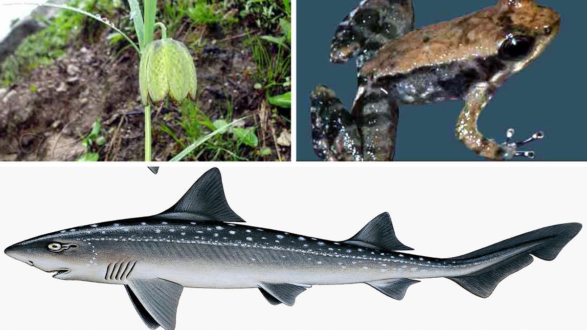 भारत के इन तीनों जीवों समेत 29 प्रजातियां IUCN की रेड लिस्ट में शामिल की गई हैं. (प्रतीकात्मक फोटोः गेटी/सोशल मीडिया)