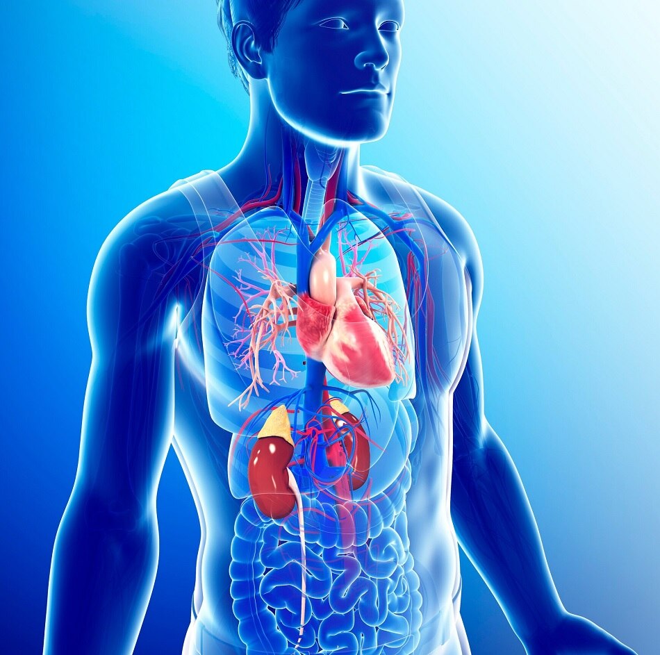 यूरिक एसिड से छुटकारा पाने के लिए खाएं ये चीजें (PC: Getty Images)