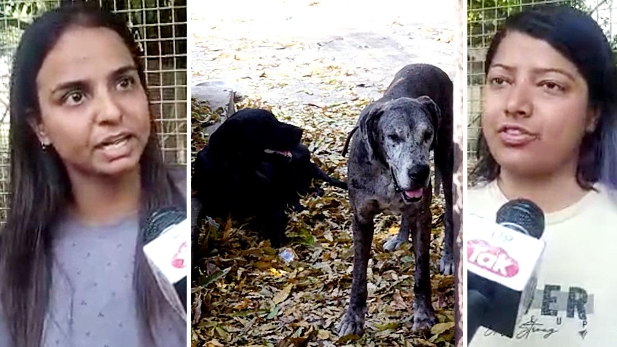 अतीक अहमद ने ग्रेट डेन ब्रीड के 5 कुत्ते पाल रखे थे. 