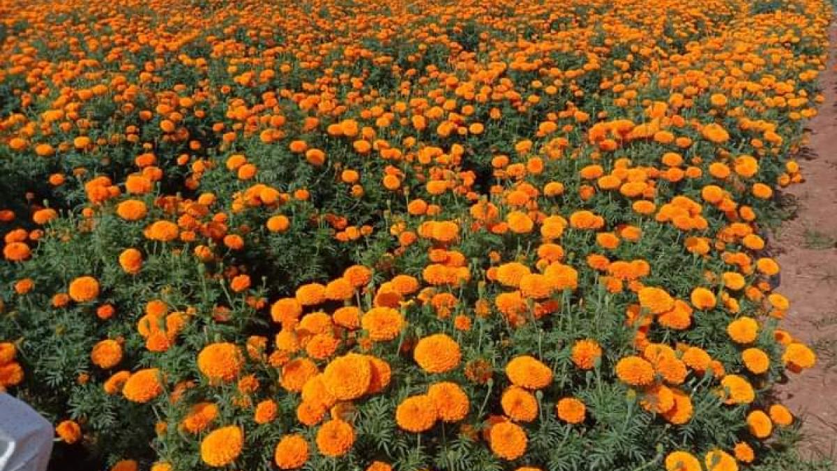 Marigold cultivation