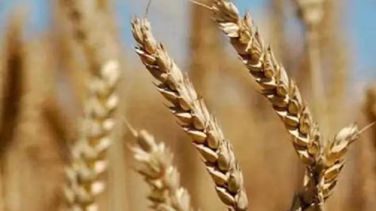 Wheat cultivation
