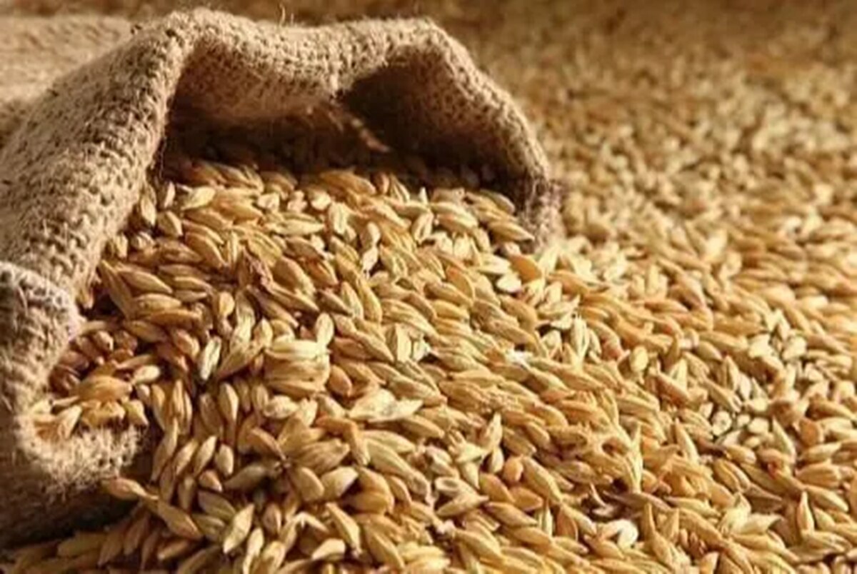 barley for weight loss