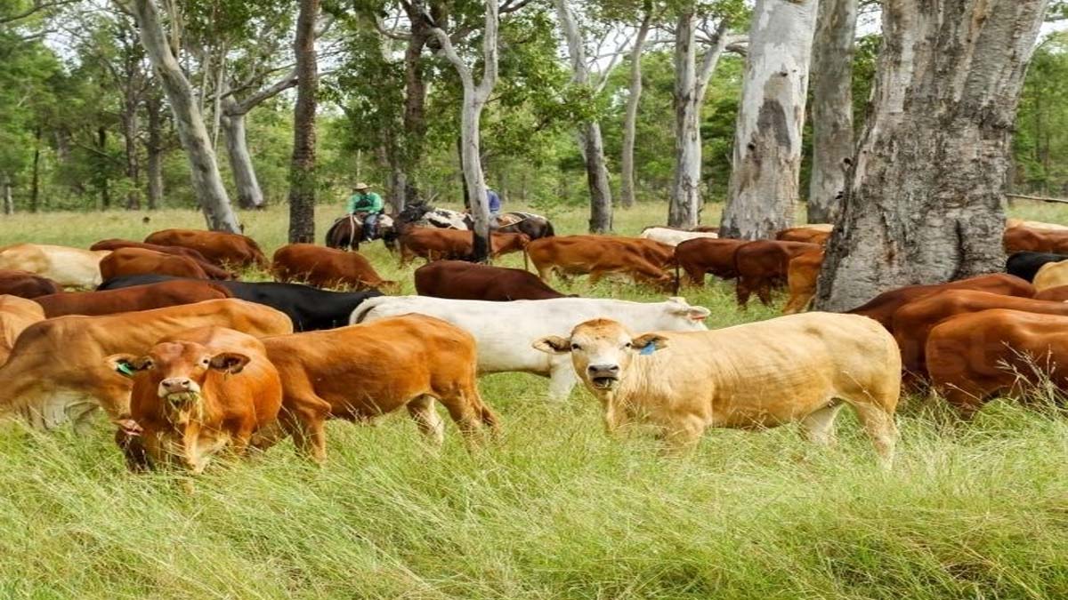 इन जगहों पर पायी जाती है साहीवाल