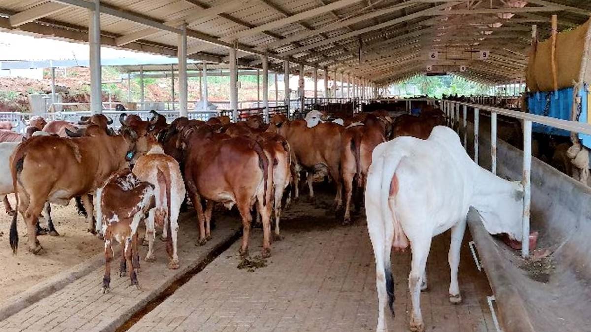 देखभाल में आसान होती है साहीवाल