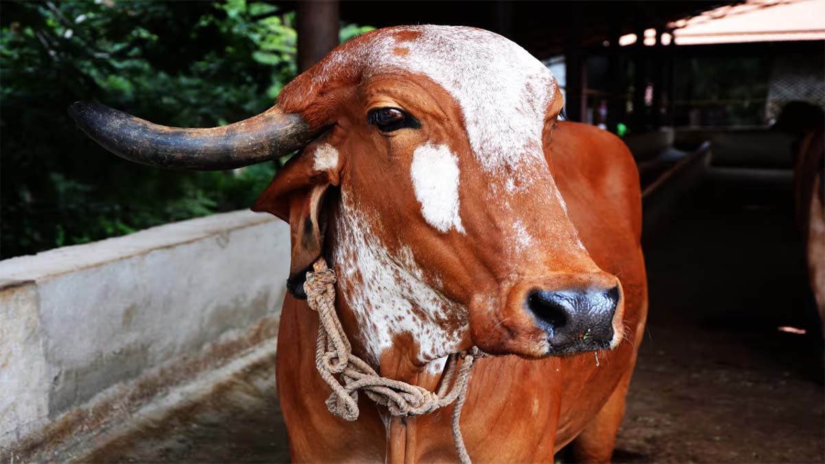  प्रजनन दर में काफी अच्छी होती है साहीवाल