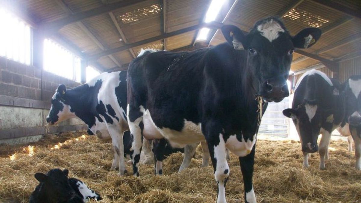 जानवरों को ताजे और गुनगुना पानी पीने को दें