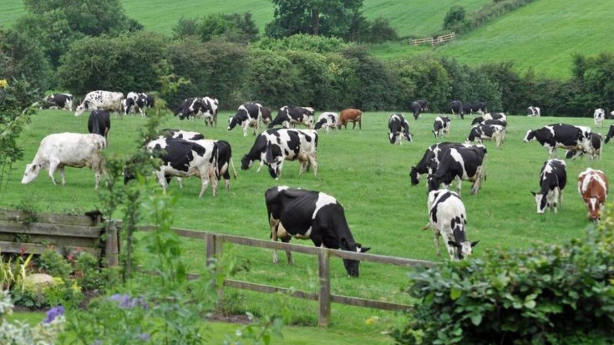 पशु चिकित्सक से नियमित स्वास्थ्य जांच करवाएं