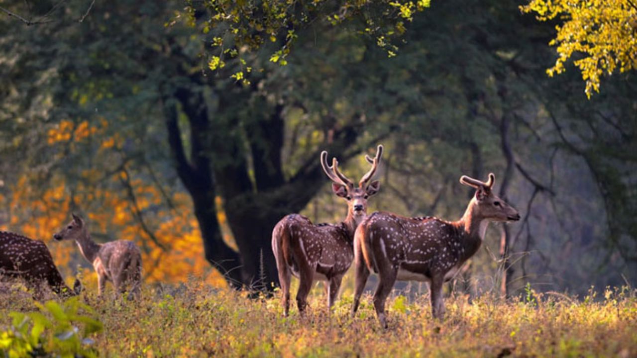 बांधवगढ़ राष्ट्रीय उद्यान