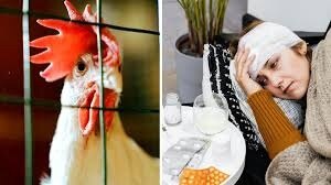 बर्ड फ्लू