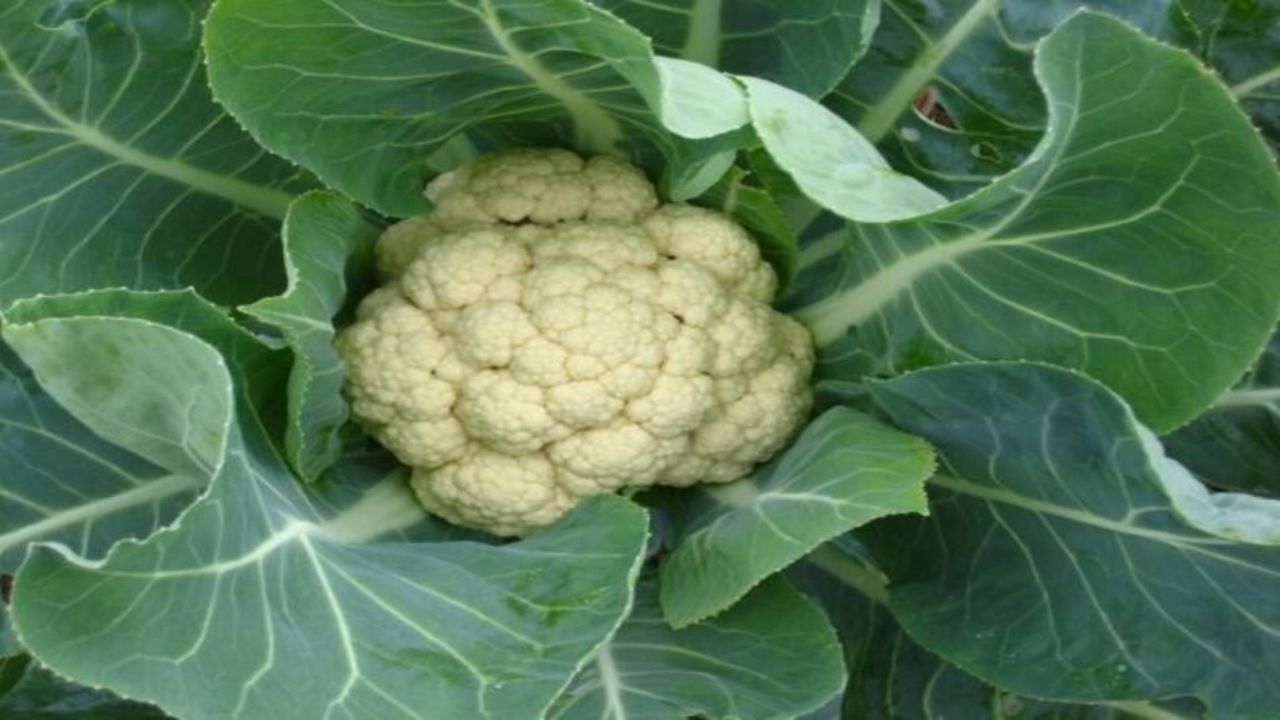 गोभी