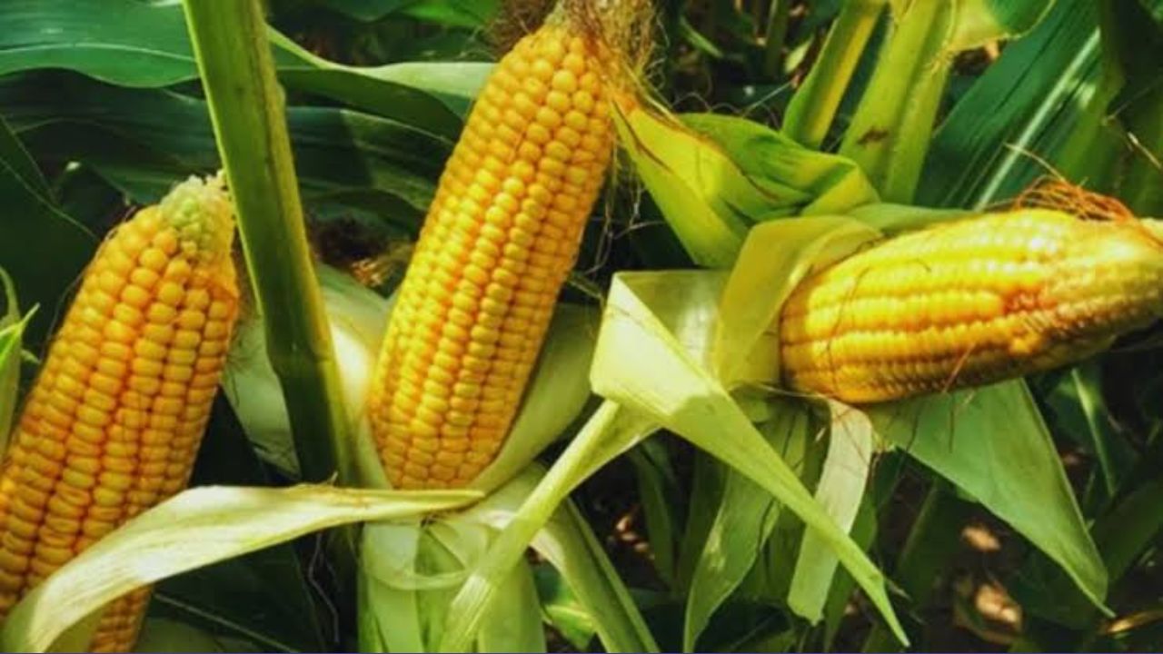 मक्का (कॉर्न)