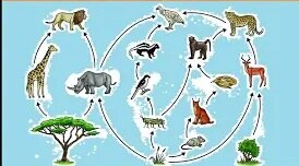 पारिस्थतिकी तंत्र