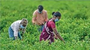 बागवानी