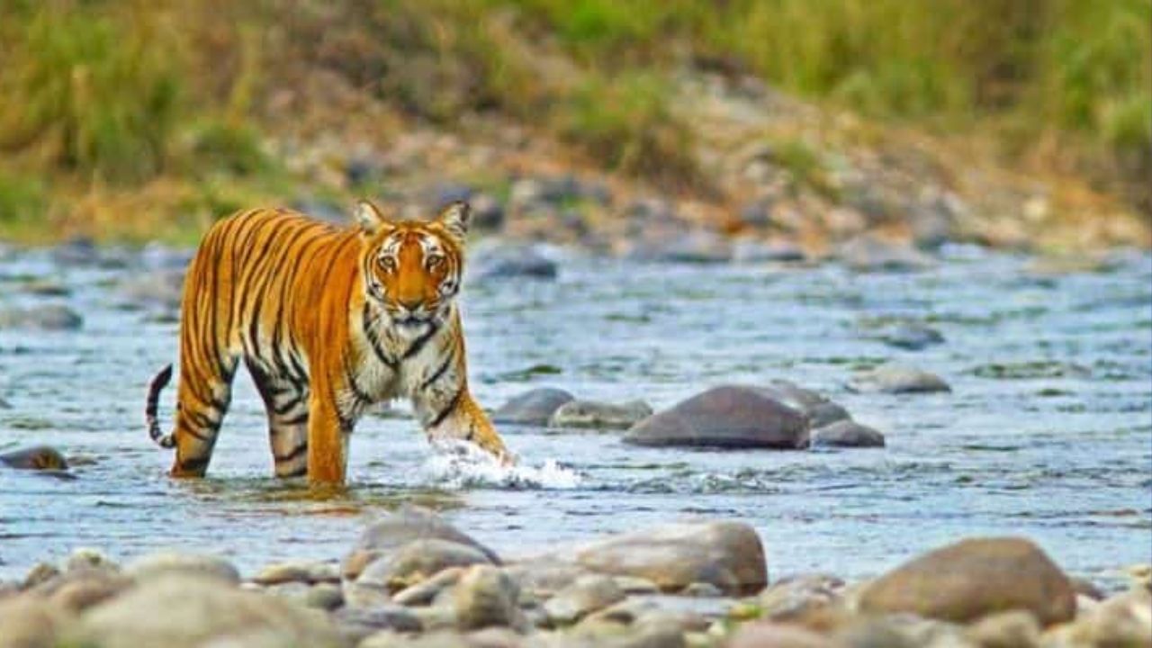 जिम कॉर्बेट नेशनल पार्क