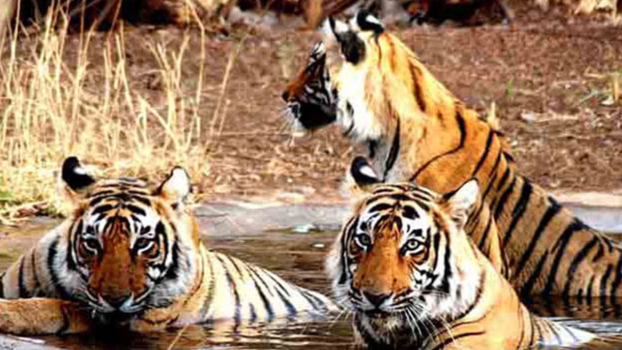 कान्हा टाइगर रिजर्व