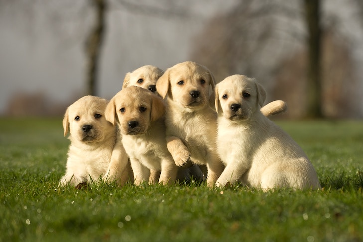 लैब्राडोर