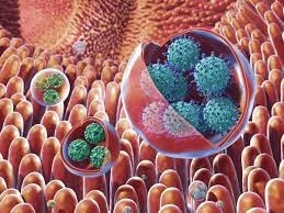 नोरोवायरस