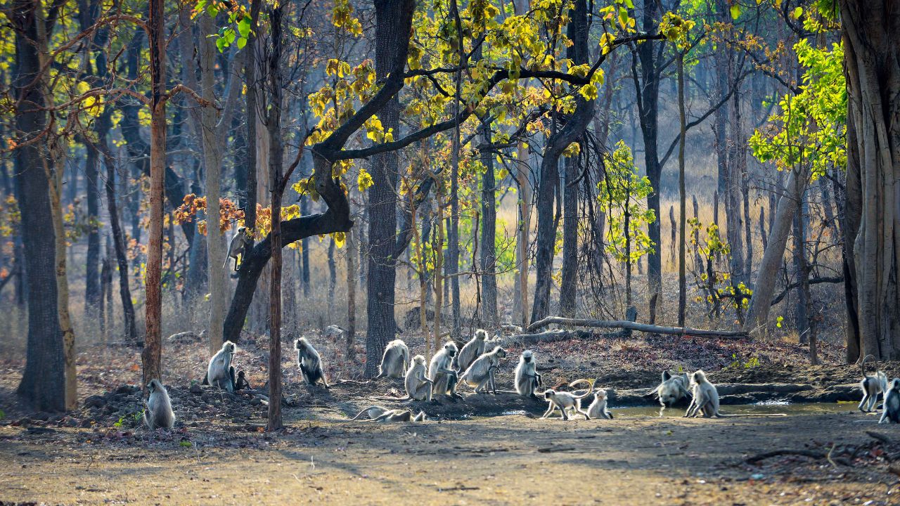 पेंच नेशनल पार्क, मध्य प्रदेश