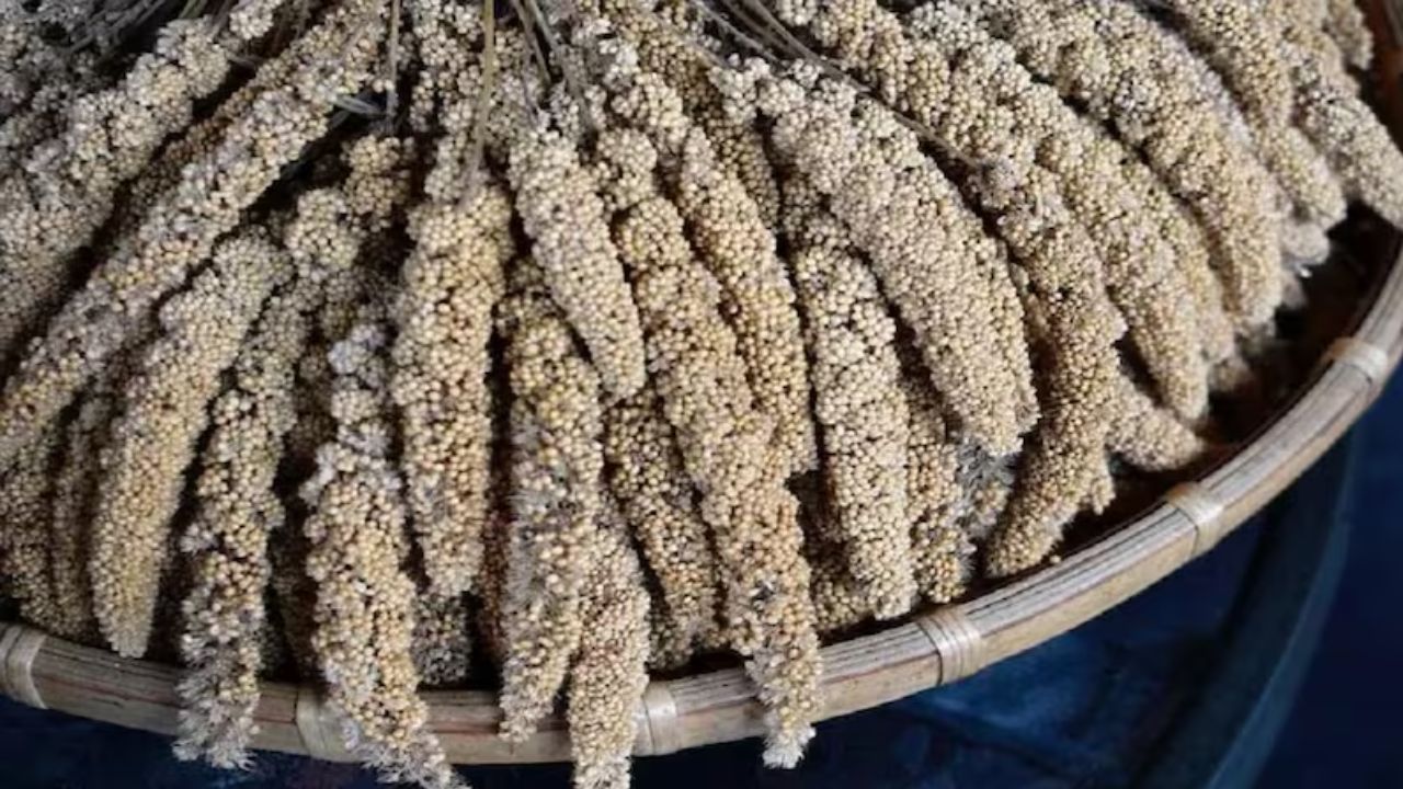 रागी