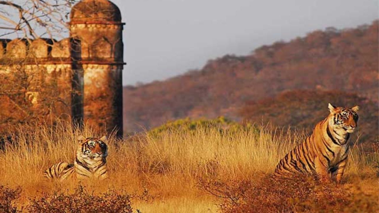 रणथंभौर राष्ट्रीय उद्यान