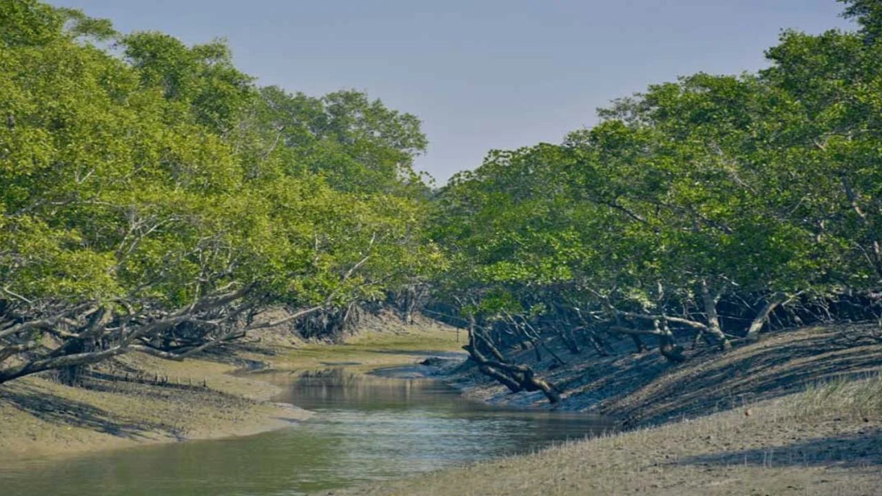 सुंदरबन राष्ट्रीय उद्यान
