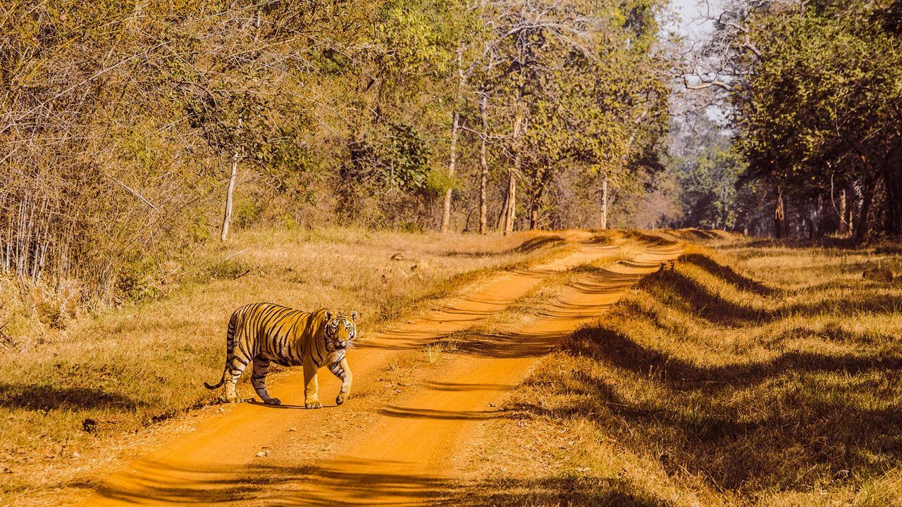 ताडोबा अंधारी टाइगर रिजर्व, महाराष्ट्र