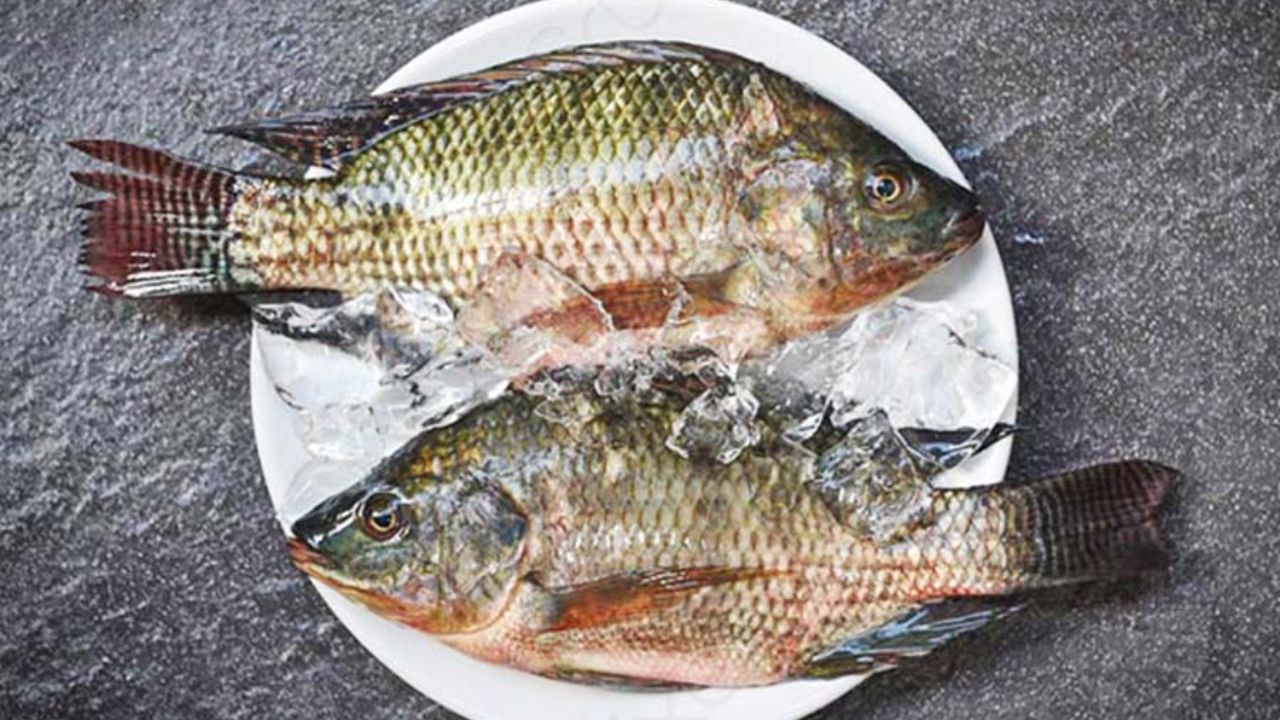 तिलापिया