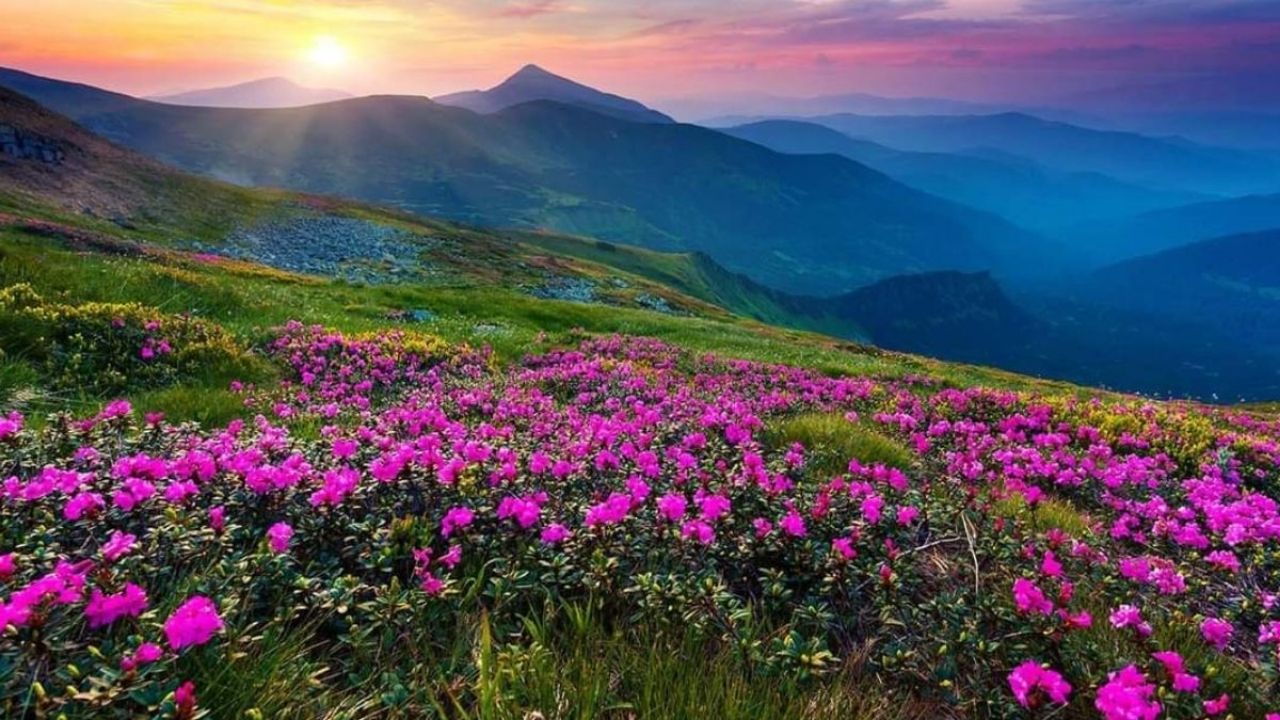 वैली ऑफ फ्लावर्स