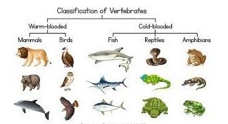 कशेरुकीय जीव