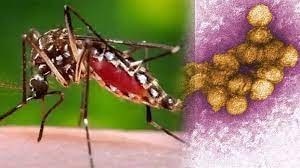West Nile Fever