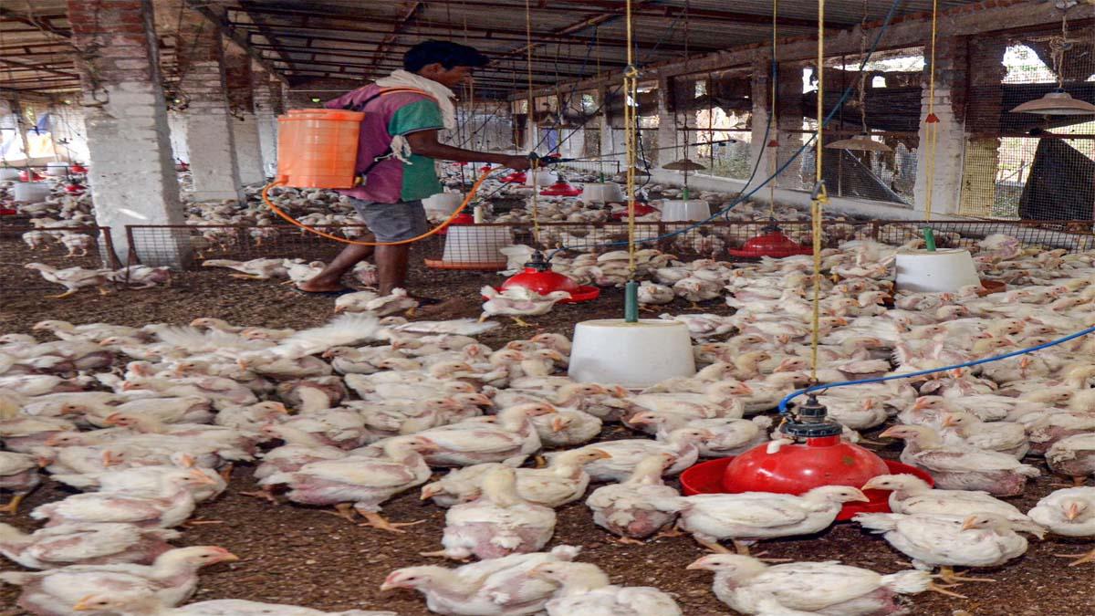 Uttar Pradesh Latest News Updates, Bird Flu Alert