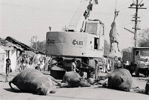 भोपाल गैस त्रासदी की दर्दनाक तस्‍वीरें