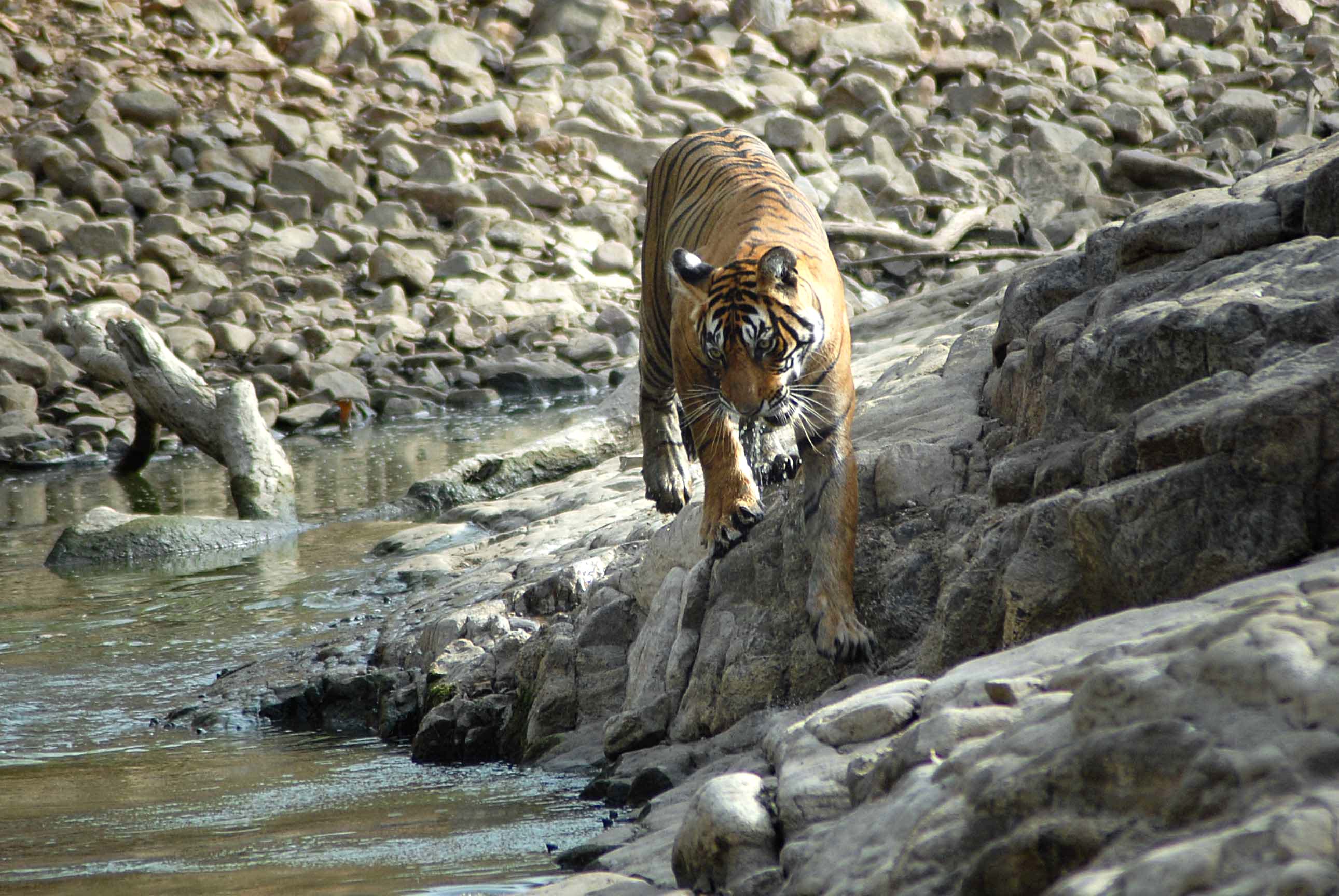 गर्मी से जानवर भी हुए बेहाल
