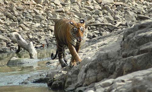 गर्मी से जानवर भी हुए बेहाल