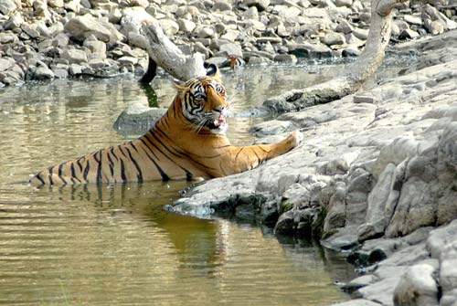 गर्मी से जानवर भी हुए बेहाल