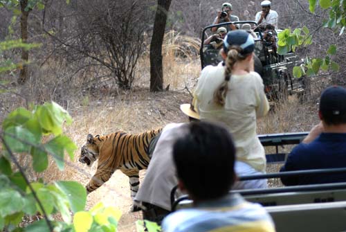 गर्मी से जानवर भी हुए बेहाल