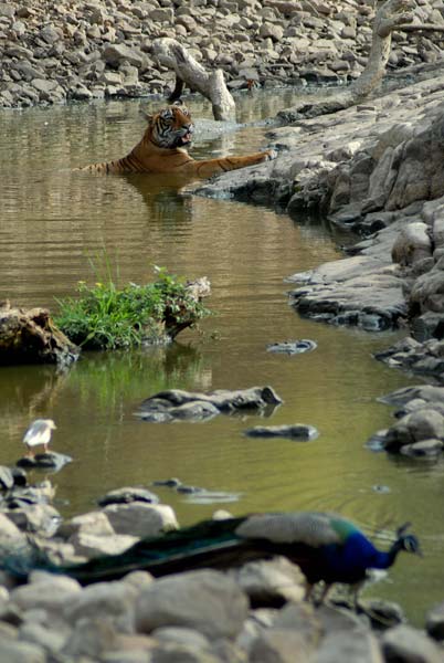 गर्मी से जानवर भी हुए बेहाल