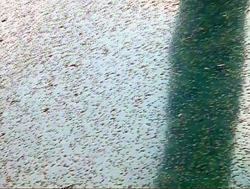 कॉमनवेल्थ गेम्स का खेलगांव बनकर तैयार | विस्तृत कवरेज