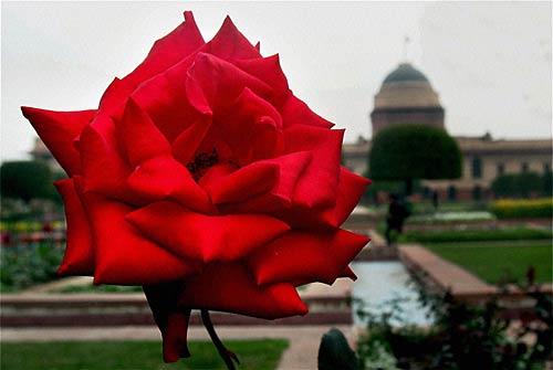 मुगल गार्डन की छटा है निराली | पढ़ें