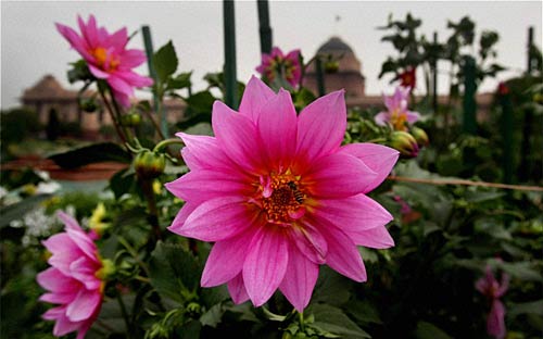 मुगल गार्डन की छटा है निराली | पढ़ें