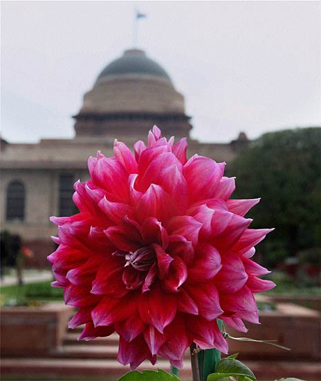 मुगल गार्डन की छटा है निराली | पढ़ें