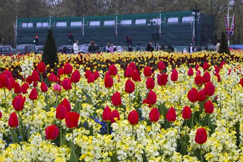 शाही शादी के लिए गुलजार हुईं लंदन की गलियां...