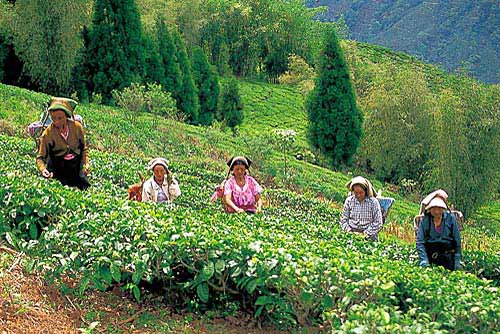 गर्मियों में चलें दार्जीलिंग | कीजिए 'जन्‍नत' की सैर