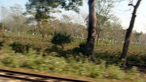 गर्मियों में चलें दार्जीलिंग | कीजिए 'जन्‍नत' की सैर