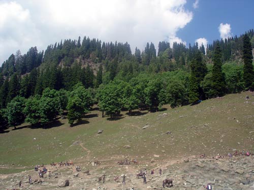 इन गर्मियों में सैर करें 'जन्नत' की... | देखें दार्जीलिंग