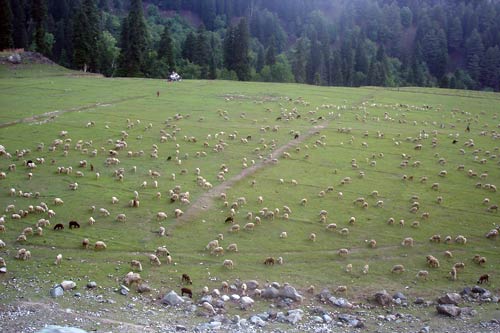 इन गर्मियों में सैर करें 'जन्नत' की... | देखें दार्जीलिंग