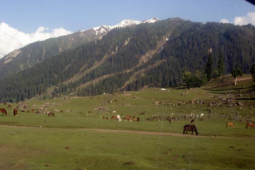 इन गर्मियों में सैर करें 'जन्नत' की... | देखें दार्जीलिंग